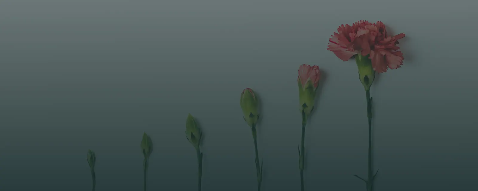 Flower stems growing from bud to bloom