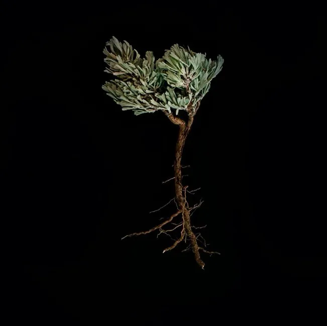 A small tree showing both branches and roots