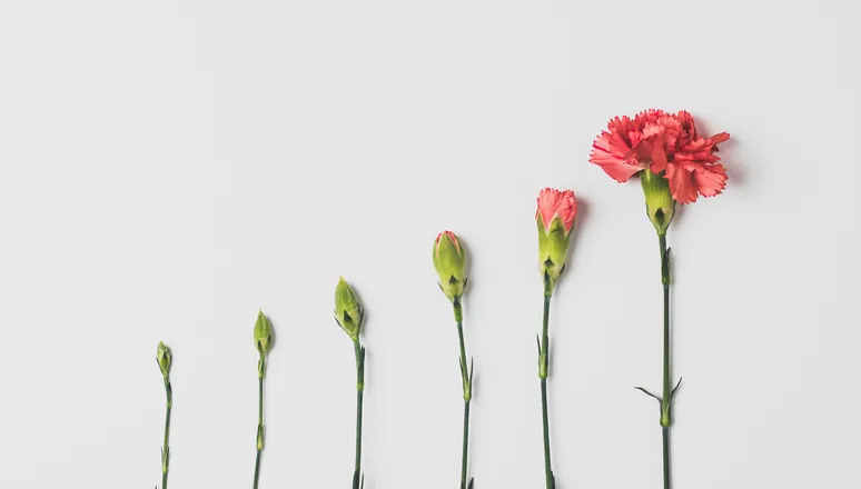 A row of flower stems growing from bud to bloom
